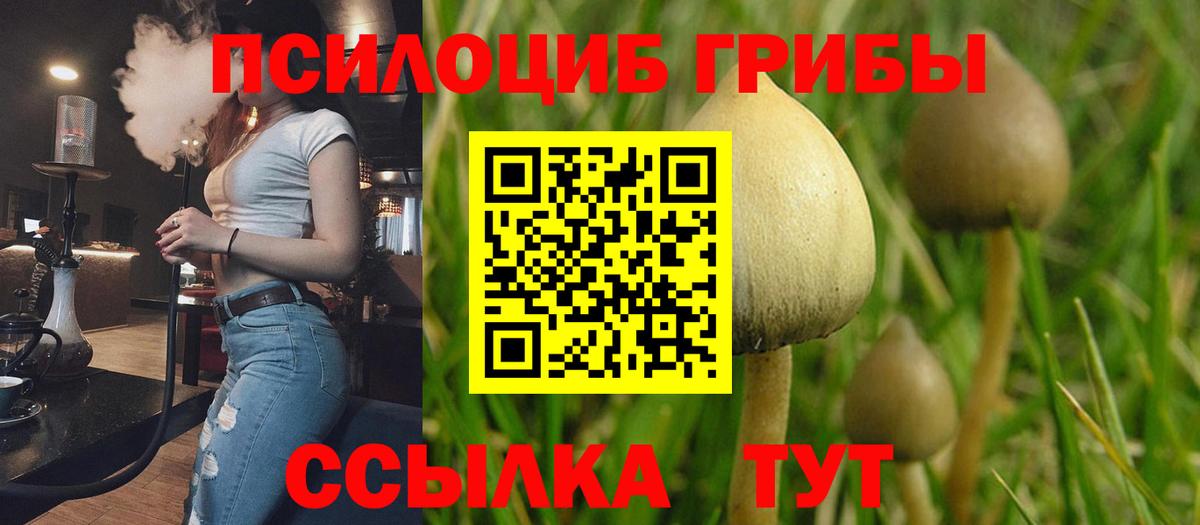 Псилоцибиновые грибы Psilocybine cubensis Грязи