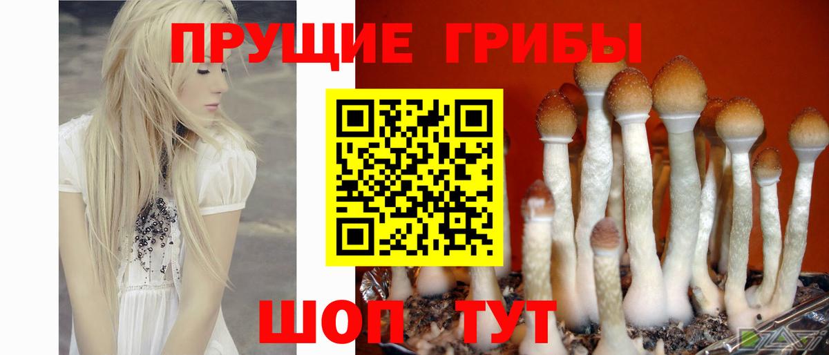 Псилоцибиновые грибы прущие грибы  Вход с VPN  купить наркотики сайты  Грязи 